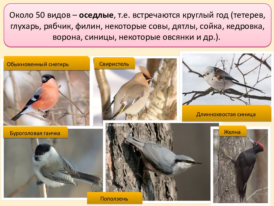 Оседлые это какие. Оседлые птицы. Оседлые зимующие птицы. Оседлые птицы картинки. Оседлые виды птиц.