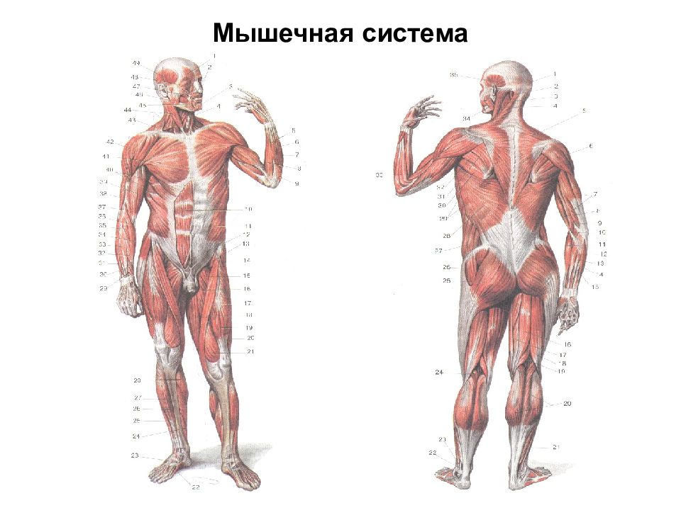 Укажите функции мышечной системы. Мышечная система. Органы мышечной системы человека. Мышечная система человека анатомия. Мышечнаяная система.
