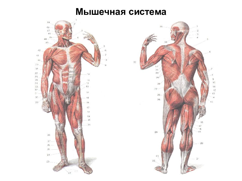 Мышцы система органов. Мышечная система человека. Органы мышечной системы человека. Система мышц. Мышечная система человека схема.