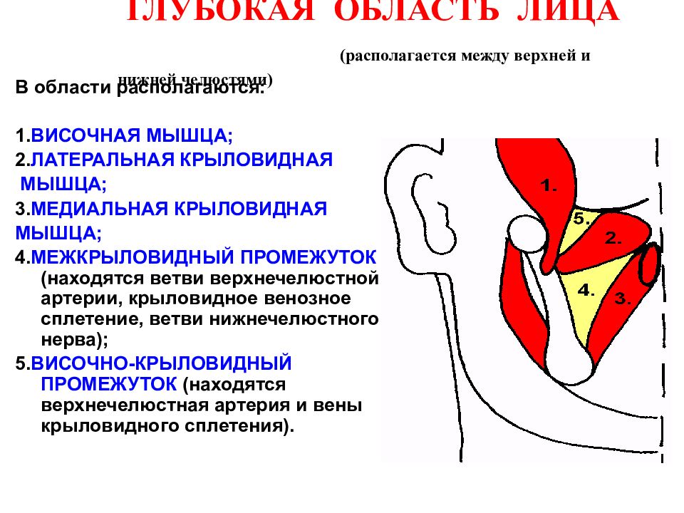 Клетчаточные пространства головы картинка