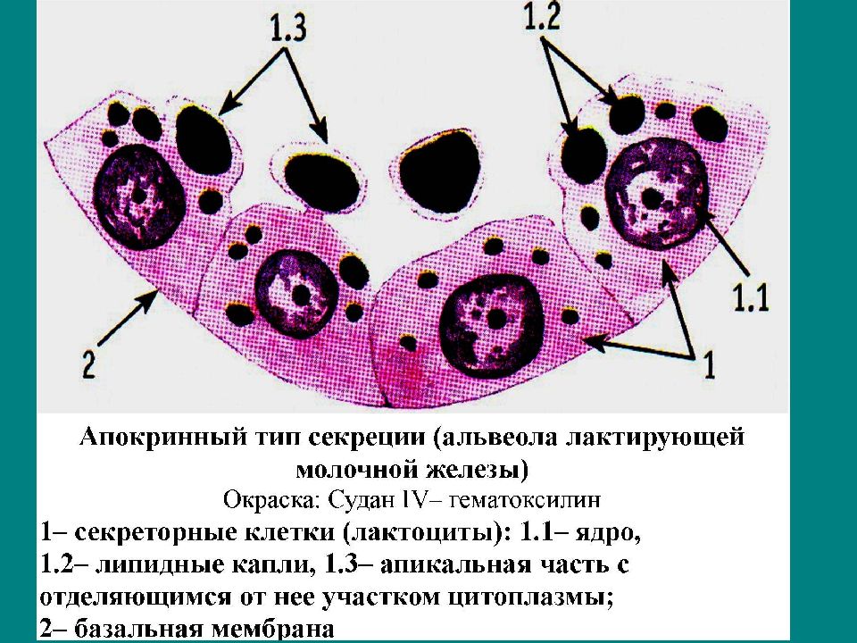 Секреторные б клетки. Молочная железа гистология Тип секреции. Тип секреции в молочной железе. Апокринный Тип секреции. Типы секреции клеток.