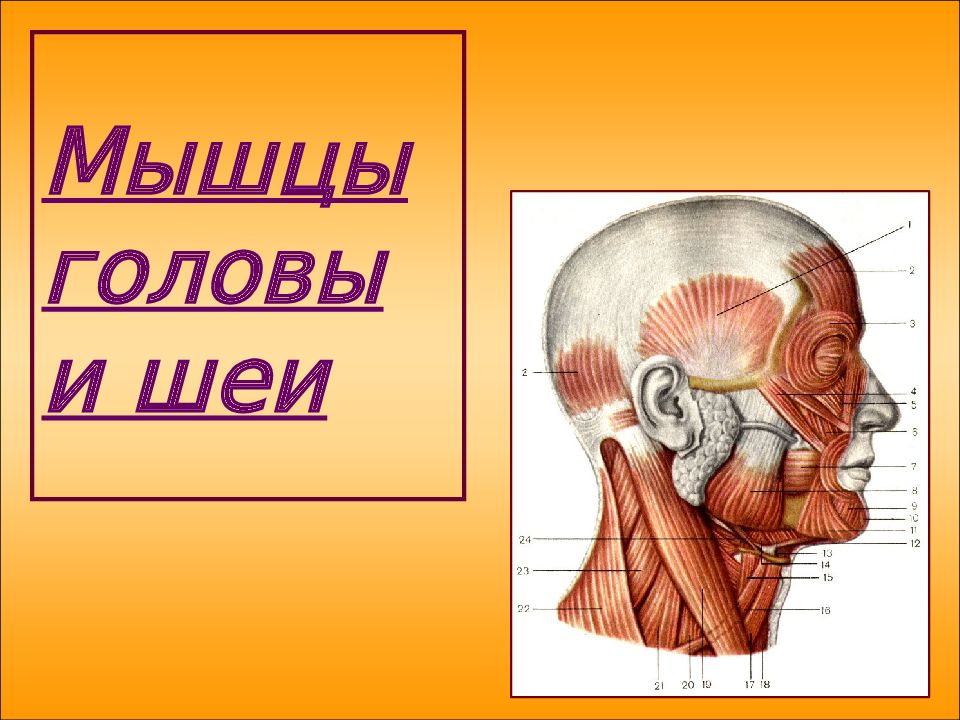 Мышцы головы и шеи анатомия презентация