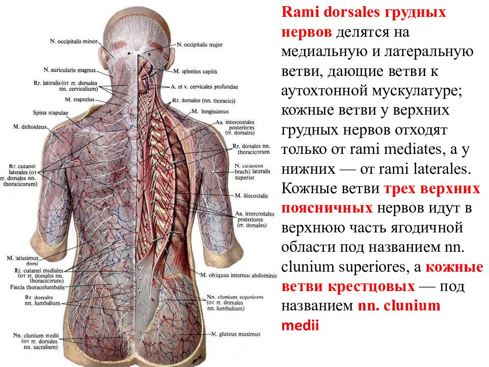 Задние ветви шейных нервов