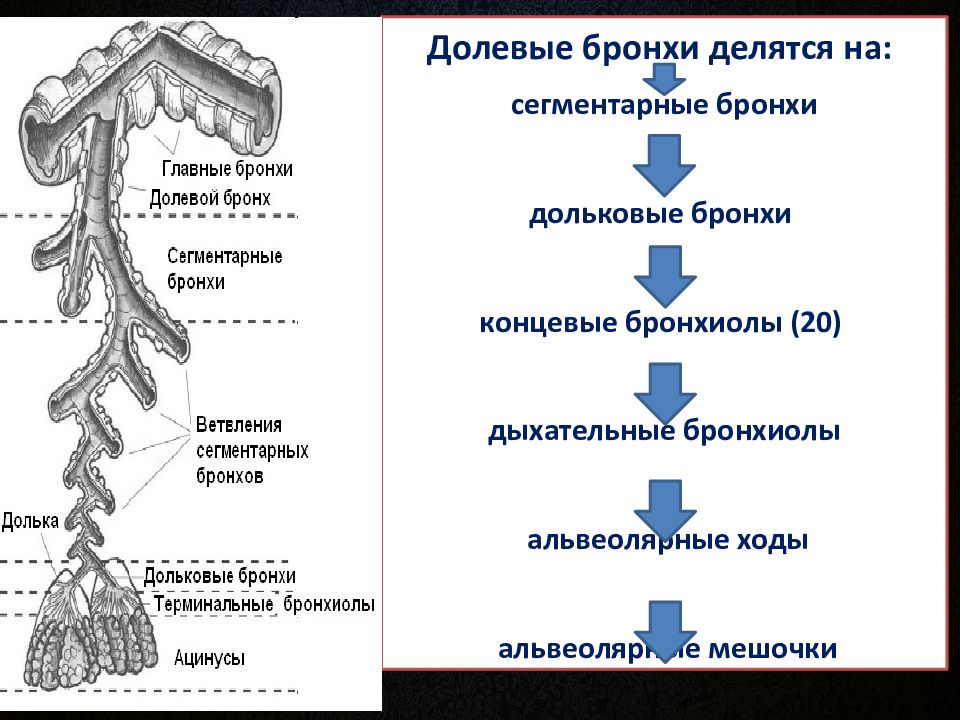 Схема бронхиального дерева