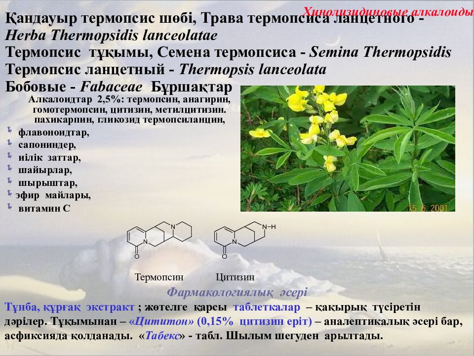 Настой травы термопсиса на латинском