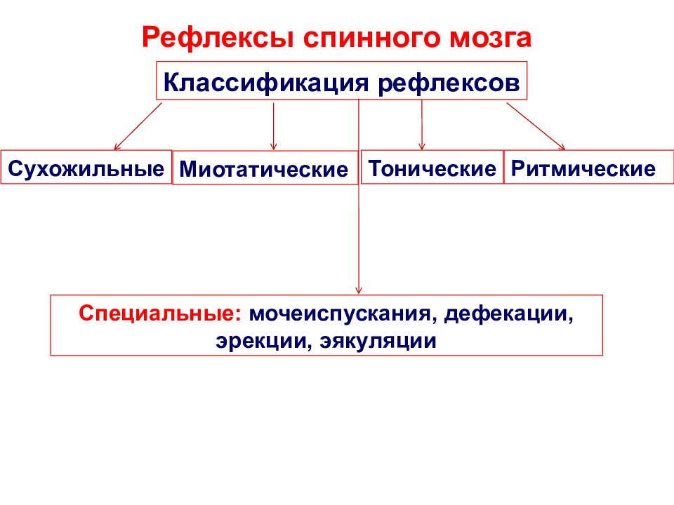 Рефлексы головного мозга схема