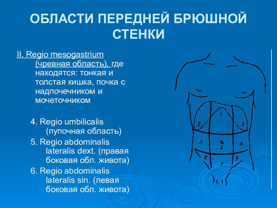 Проекция передней брюшной стенки. Области передней брюшной стенки. Области проекции на переднюю брюшную стенку. Проекция кишечника на переднюю брюшную стенку. Проекция Толстого кишечника на переднюю брюшную стенку.