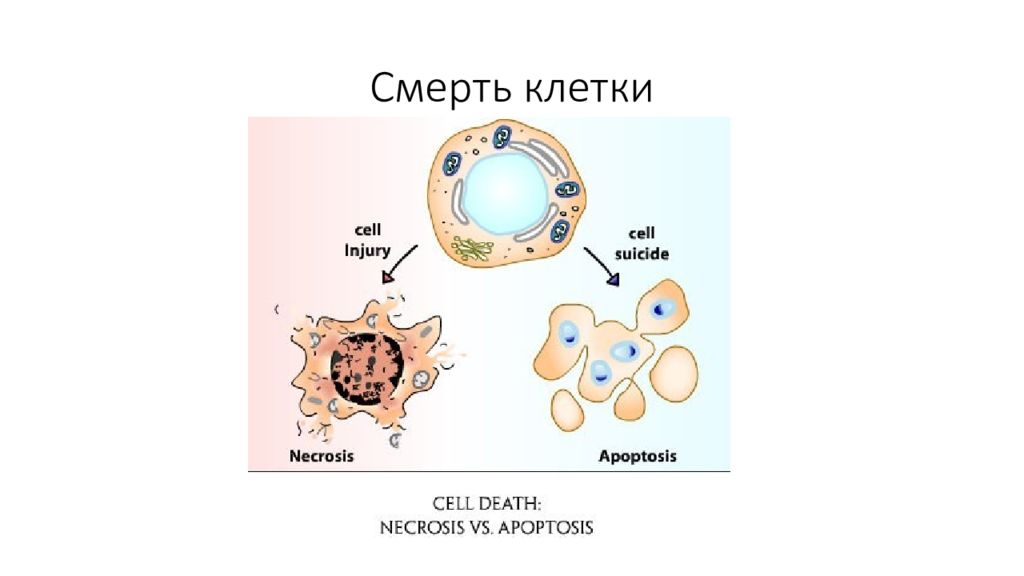 Клетки бывают. Гибель клетки. Виды гибели клеток. Умирающие клетки. Умирание клетки.