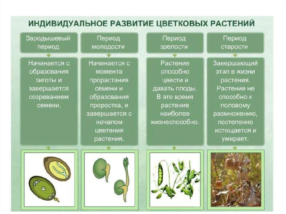 Онтогенез у растений презентация