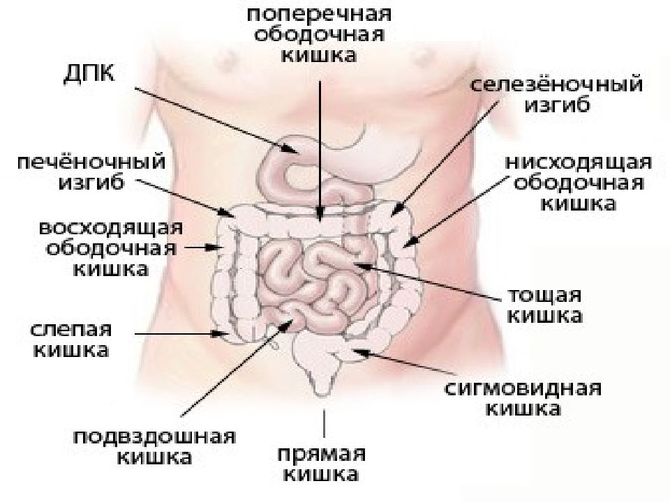 Где находится сигма. Строение кишечника человека схема. Тонкая кишка анатомия строение. Отделы кишечника человека схема. Анатомия тонкого кишечника человека схема.
