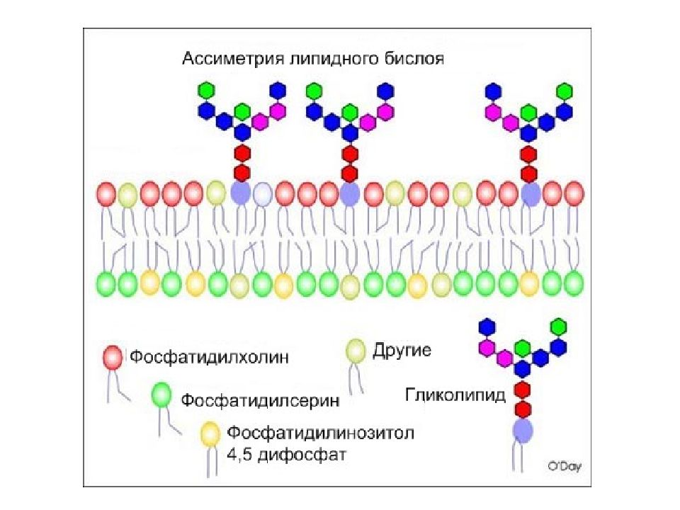 Формируют бислой в мембране клетки