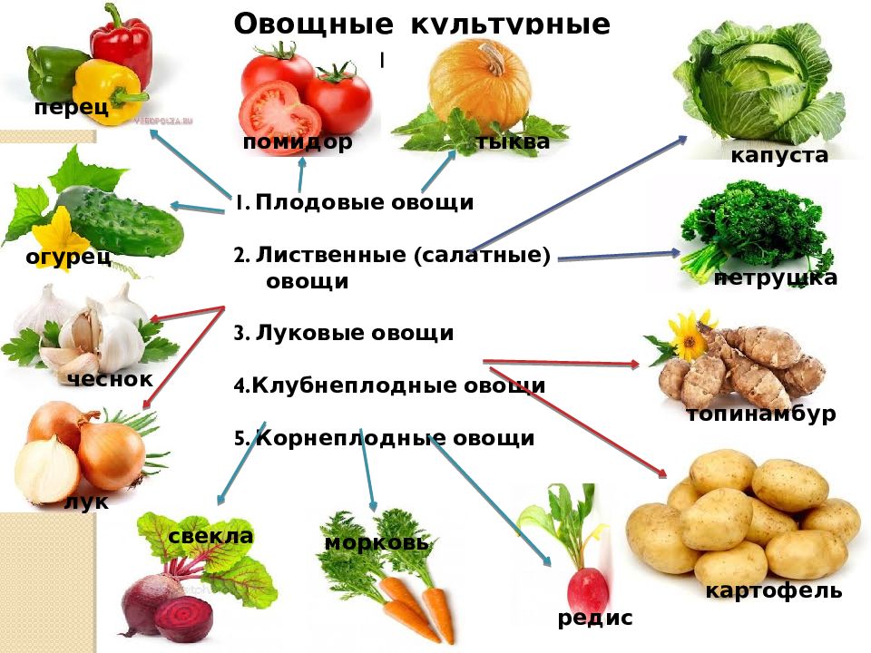 Презентация значение культурных растений в жизнедеятельности человека