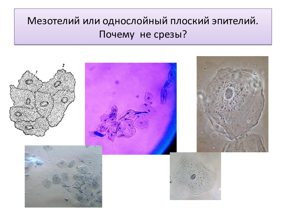 Однослойный мезотелий