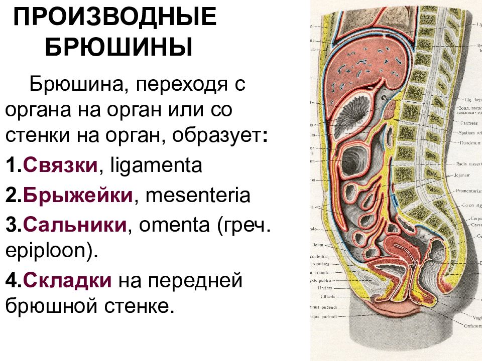 Большая и малая складка брюшины 7 букв