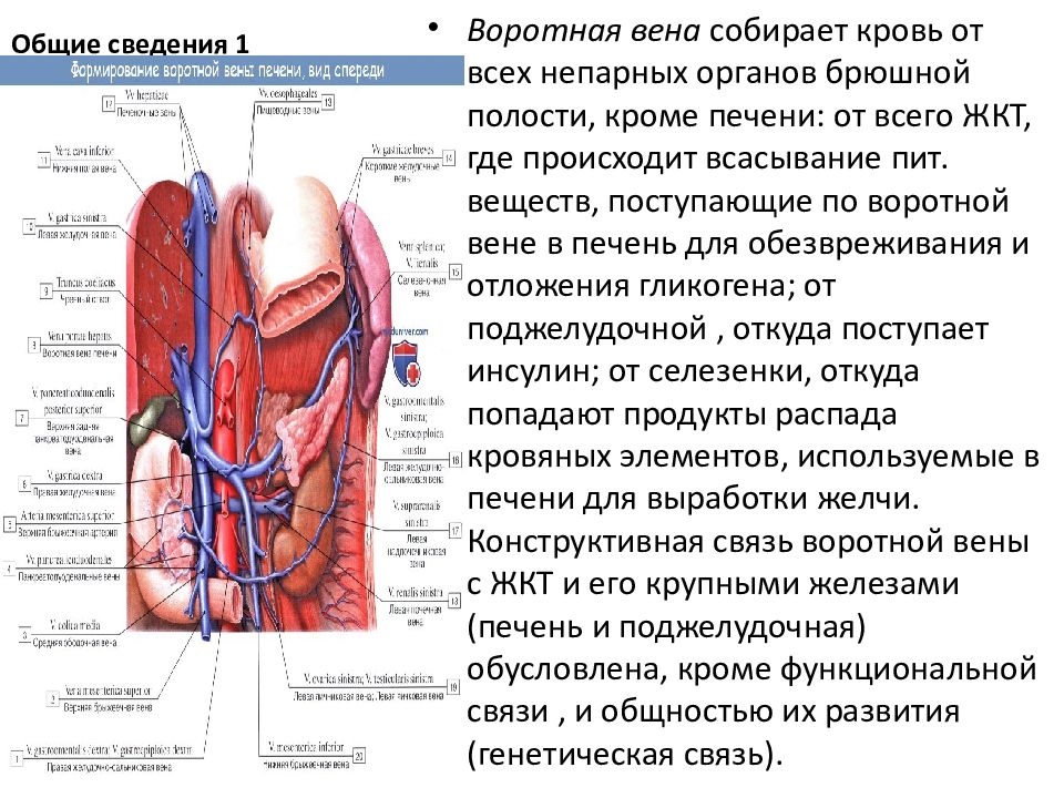 Воротная вена. Воротная Вена собирает кровь от органов. Воротная Вена Тип крови.