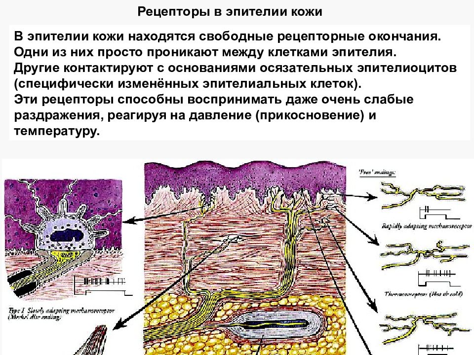 Эпителиоциты. Рецепторный эпителий. Рецепторные клетки кожи. Рецепторы кожи находятся в.