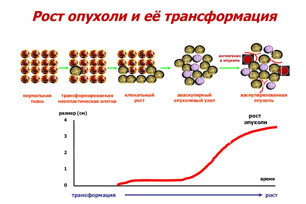 Подпишите картинки виды опухолевого роста