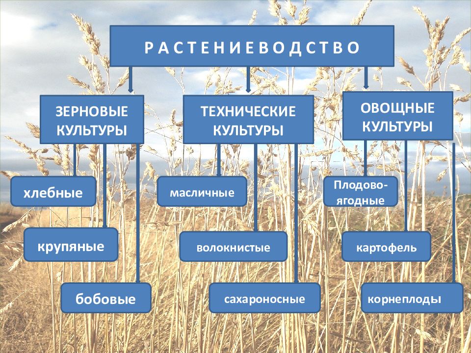 Дайте характеристику отрасли растениеводства по выбору по плану значение и место