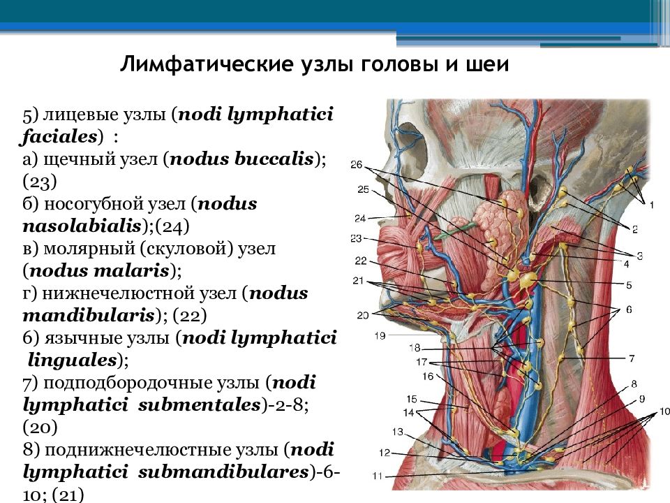 Лимфатические узлы. Периферические лимфатические сосуды и узлы. Шейные лимфатические узлы расположение сзади. Шейные яремные лимфоузлы. Лимфоузлы шеи схема вид спереди.