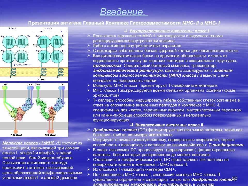 Главный комплекс. Главный комплекс гистосовместимости MHC 2. Главный комплекс гистосовместимости функции. Антигены главного комплекса гистосовместимости 2 класса. Молекулы главного комплекса гистосовместимости 1 класса.