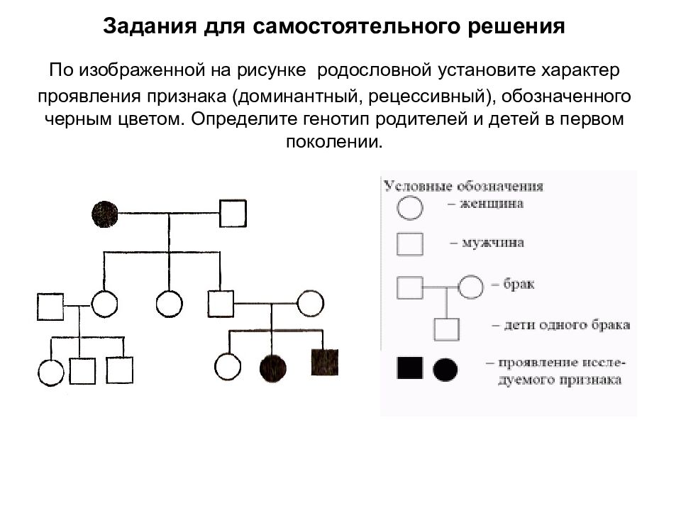 Сколько поколений изображено на схеме