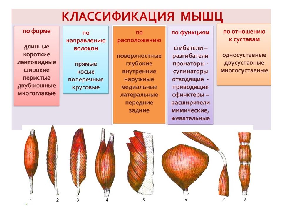 Виды мышц картинка