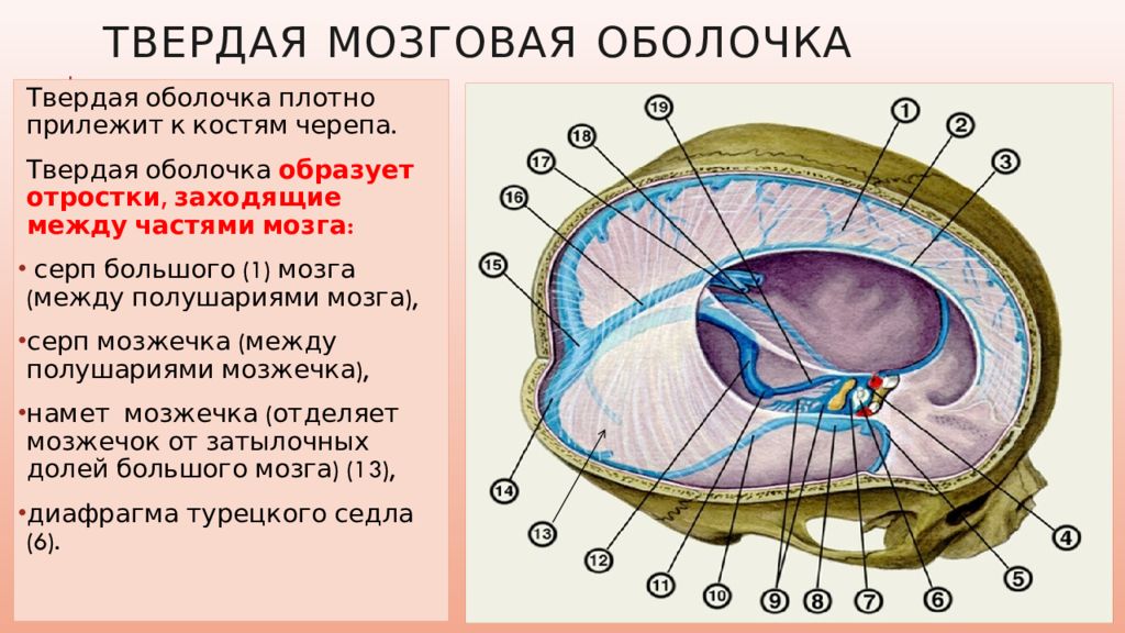 Отростки мозга. Серп большого мозга твердая мозговая оболочка. Отростки твердой оболочки головного мозга. Синусы и отростки твердой мозговой оболочки. Твёрдая оболочка головного мозга анатомия.