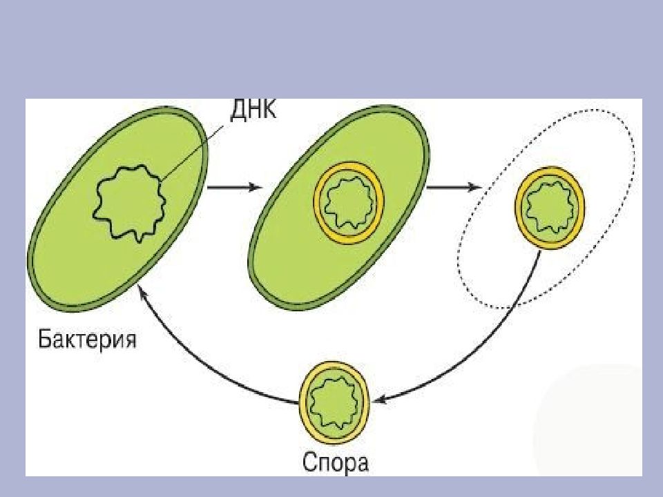 Образования спор у бактерий схема