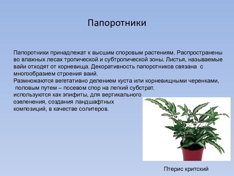 Принадлежность папоротника к высшим споровым. Обоснуйте принадлежность папоротника к высшим растениям. Принадлежность папоротника к высшим споровым растениям. Папоротник относят к высшим споровым растениям. Почему папоротники относятся к высшим растениям.