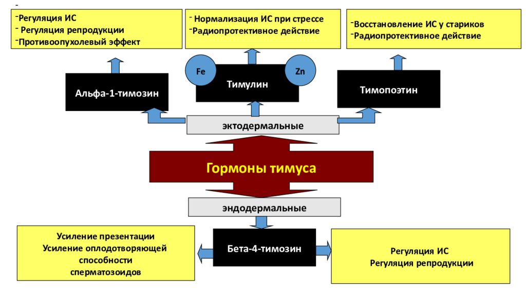 Гормоны тимуса физиология презентация