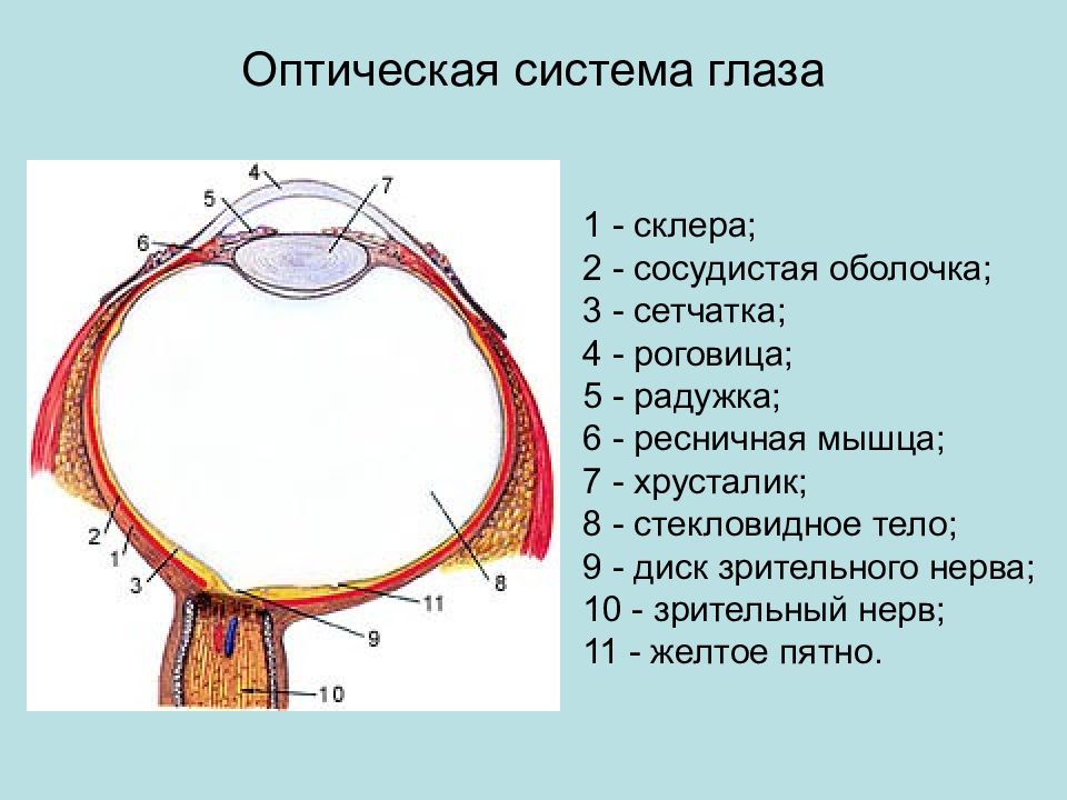 3 оптическая система глаза