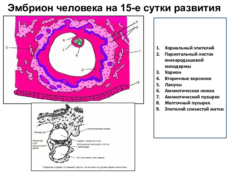 Зародыш человека схема