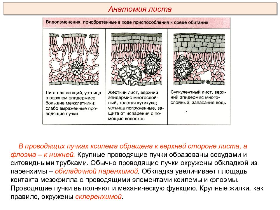 Растительные ткани пименов презентация