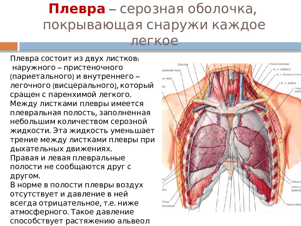 Плевральные мешки анатомия. Связки купола плевры. Купол плевры анатомия. Плевра анатомия человека строение и функции.