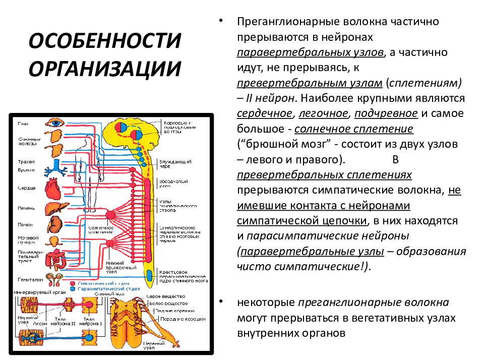 Нс человека строение отделы нс презентация