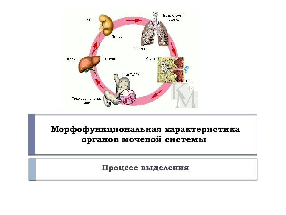 Морфофункциональная характеристика органов мочевой системы