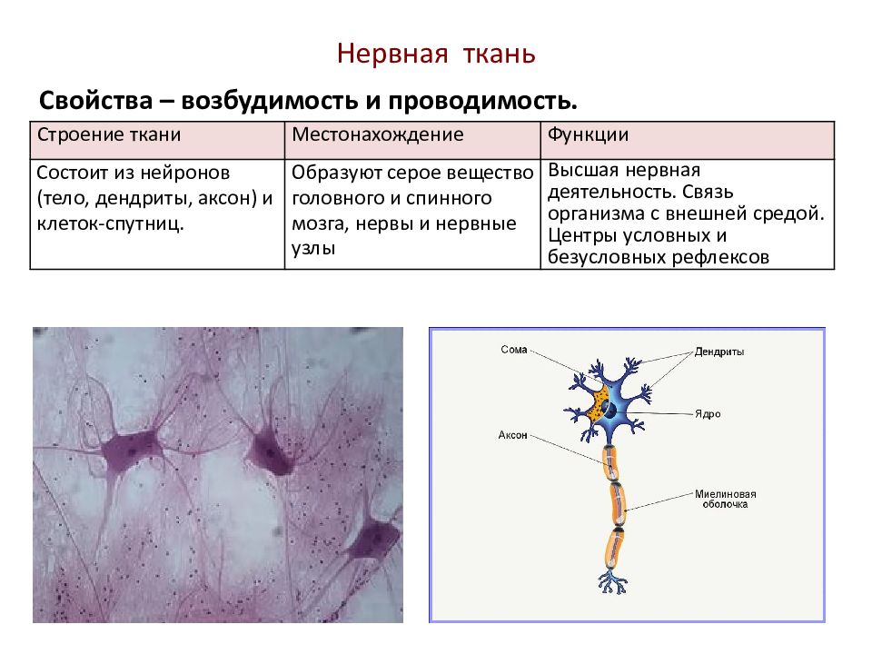 Презентация нервные ткани