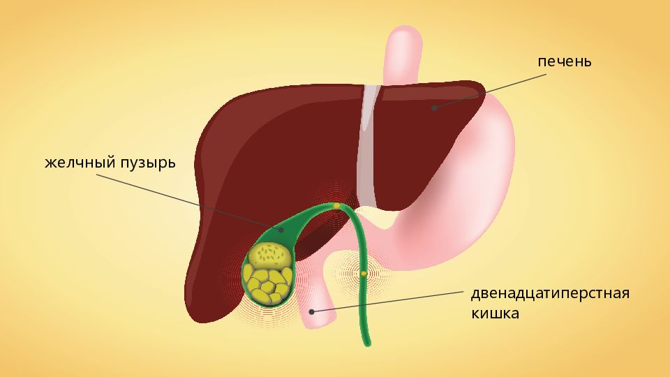 Желудок 2. Пищеварение в желудке и кишечнике презентация 8 класс. Размер желудка человека. Желудок презентация 8 класс.