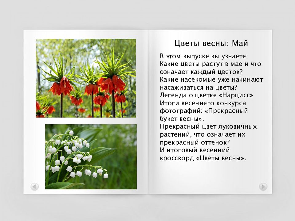 Сема мишин. Дикий цветок текст. Семусема цветок. Сема мишин тишина. Сема мишин тишина.