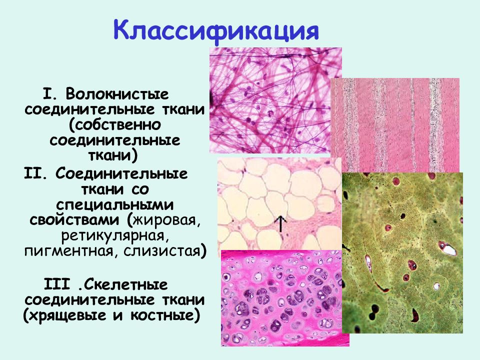 Классификация тканей
