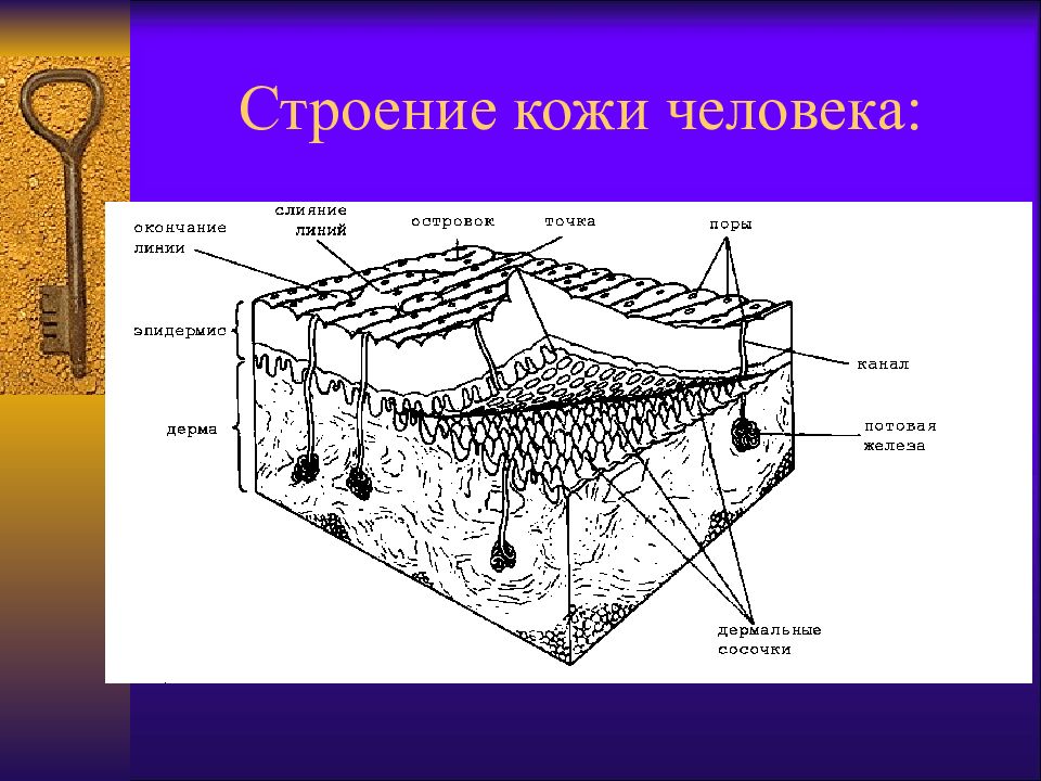 Строение кожи человека. Кожный Покров человека криминалистика. Кожный Покров дактилоскопия. Строение кожного Покрова криминалистика. Строение кожного Покрова человека дактилоскопия.