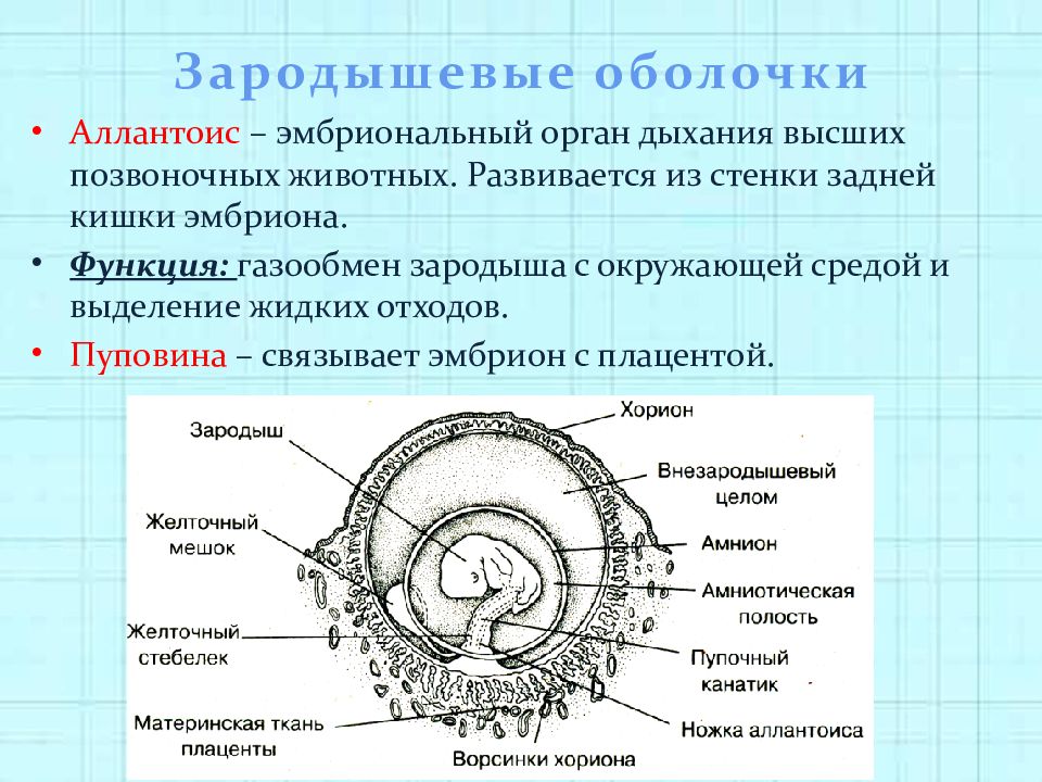 Эмбрион млекопитающих рисунок с подписями