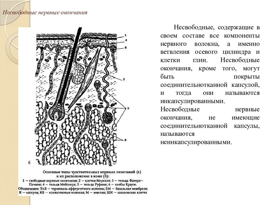 Есть ли в легких нервные окончания. Чувствительные нервные окончания гистология. Несвободные рецепторные нервные окончания. Несвободные инкапсулированные нервные окончания. Нервные окончания в соединительной ткани.