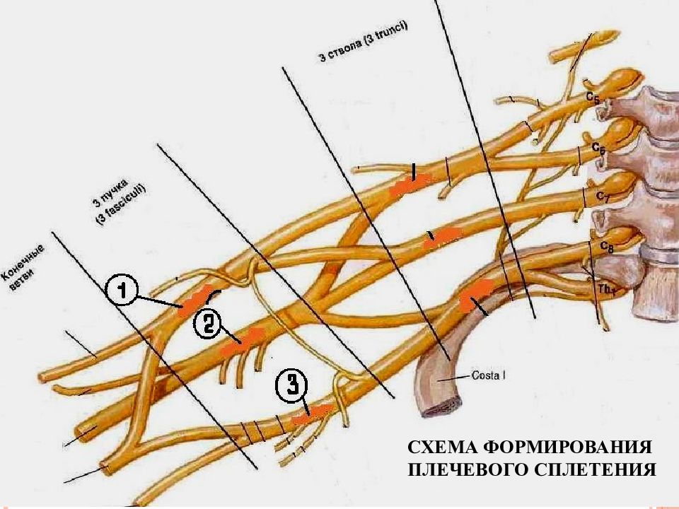 Плечевое сплетение рисунок с подписями
