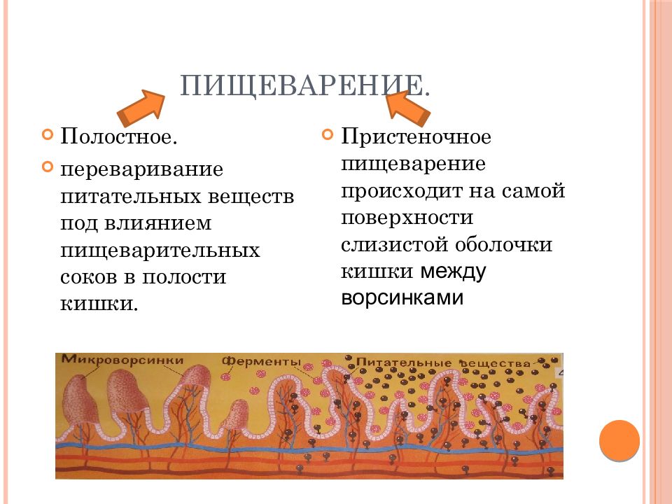 Презентация на тему пищеварение в кишечнике 8 класс