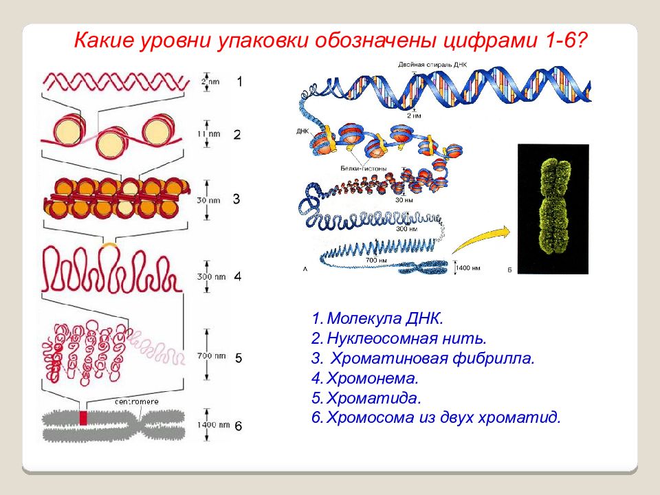 Спирализация белка. Фибрилла хромонема. Уровни упаковки ДНК. Хромонема хромосомы. Строение хромосомы.