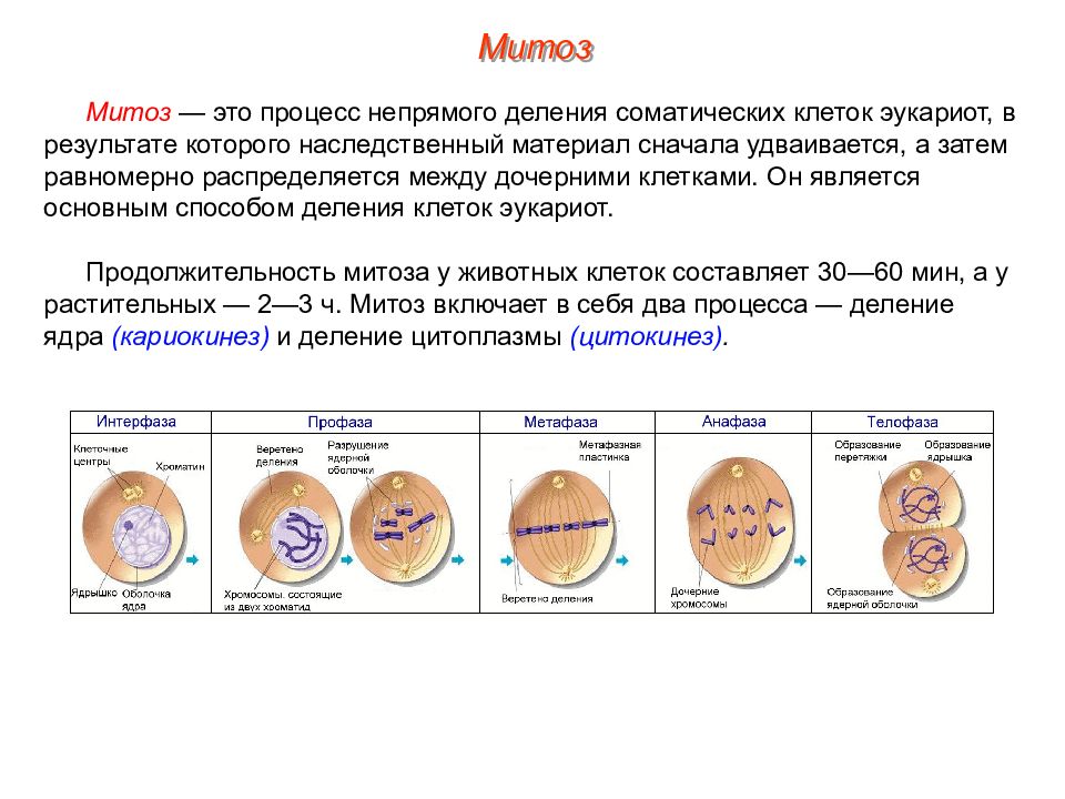 Презентация на тему деление клетки митоз