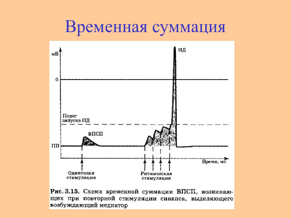 Временный и временной. Временная и пространственная суммация схема. Временная суммация возбуждения. Временная суммация это в физиологии. Схема временной суммации возбуждения.