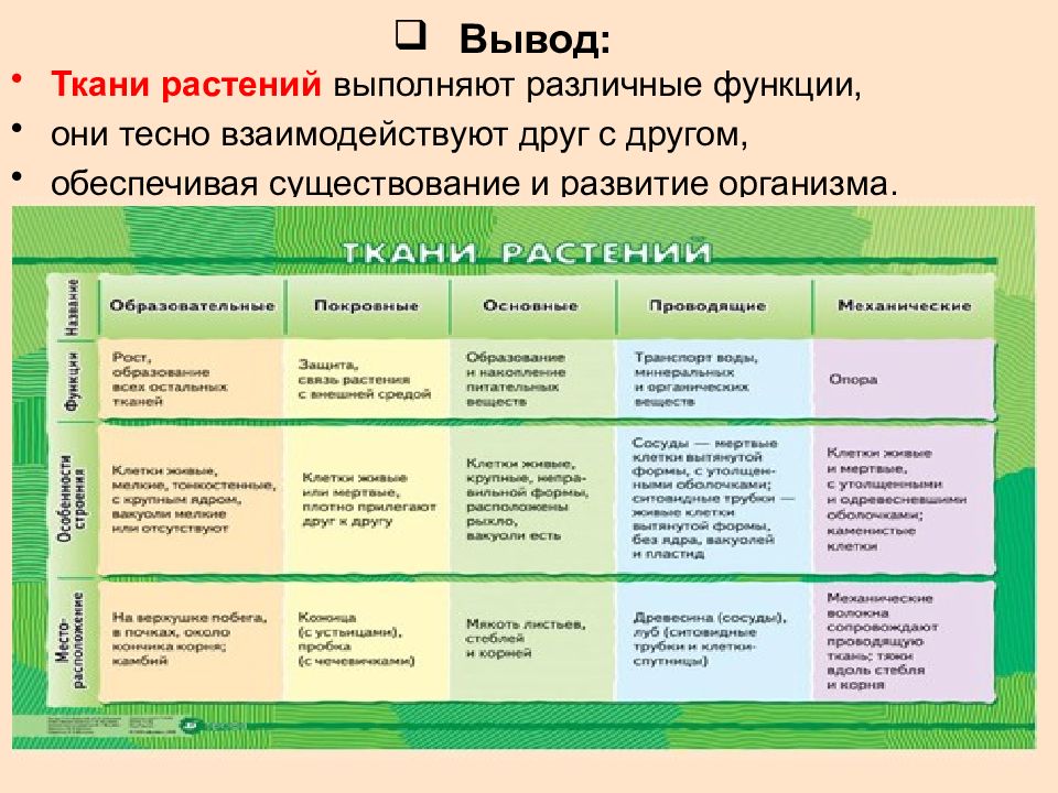 Схема тканей растений