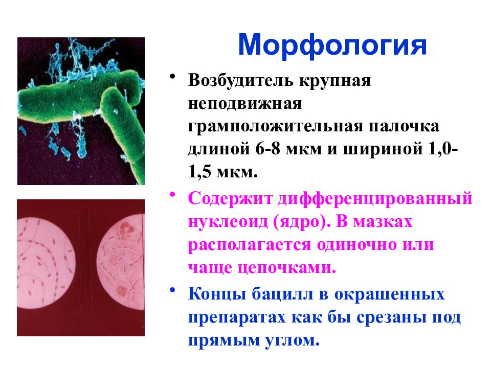 Возбудители кишечных инфекций микробиология презентация